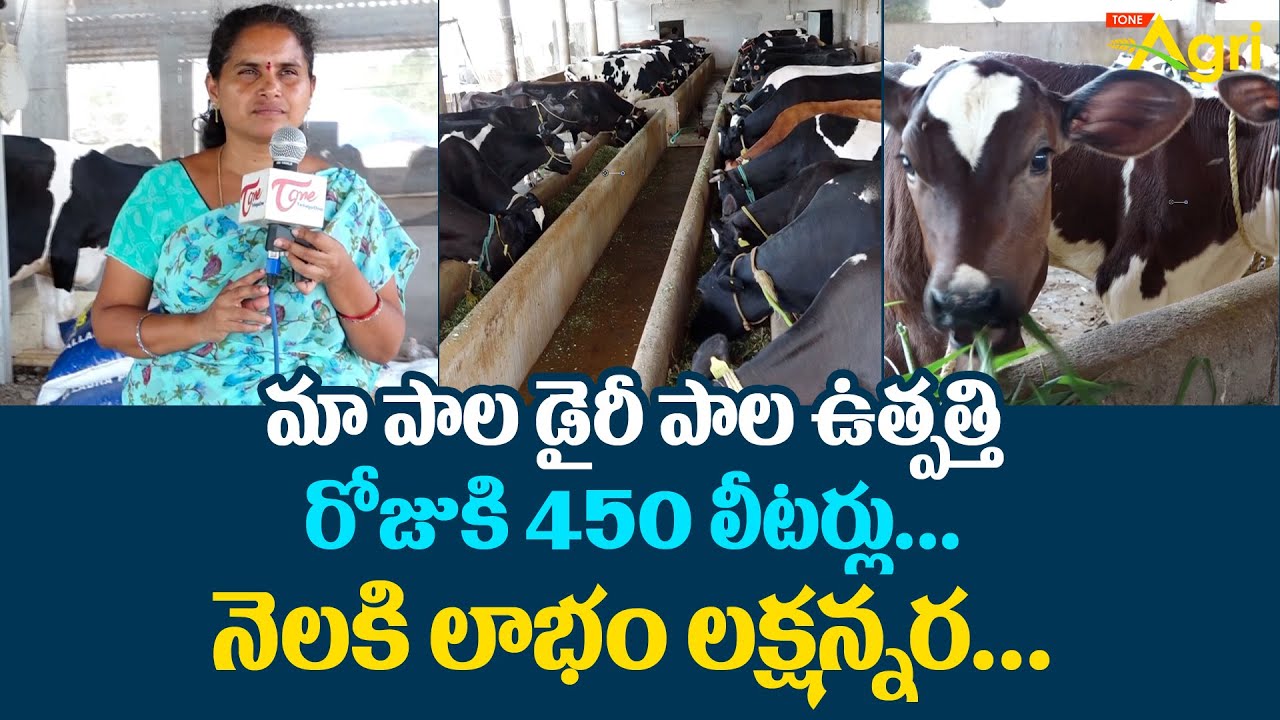 HF Cow Dairy Farm | మా పాల డెయిరీ పాల ఉత్పత్తి రోజుకి 450 లీటర్లు నెలకి లాభం లక్షన్నర..!  Tone Agri