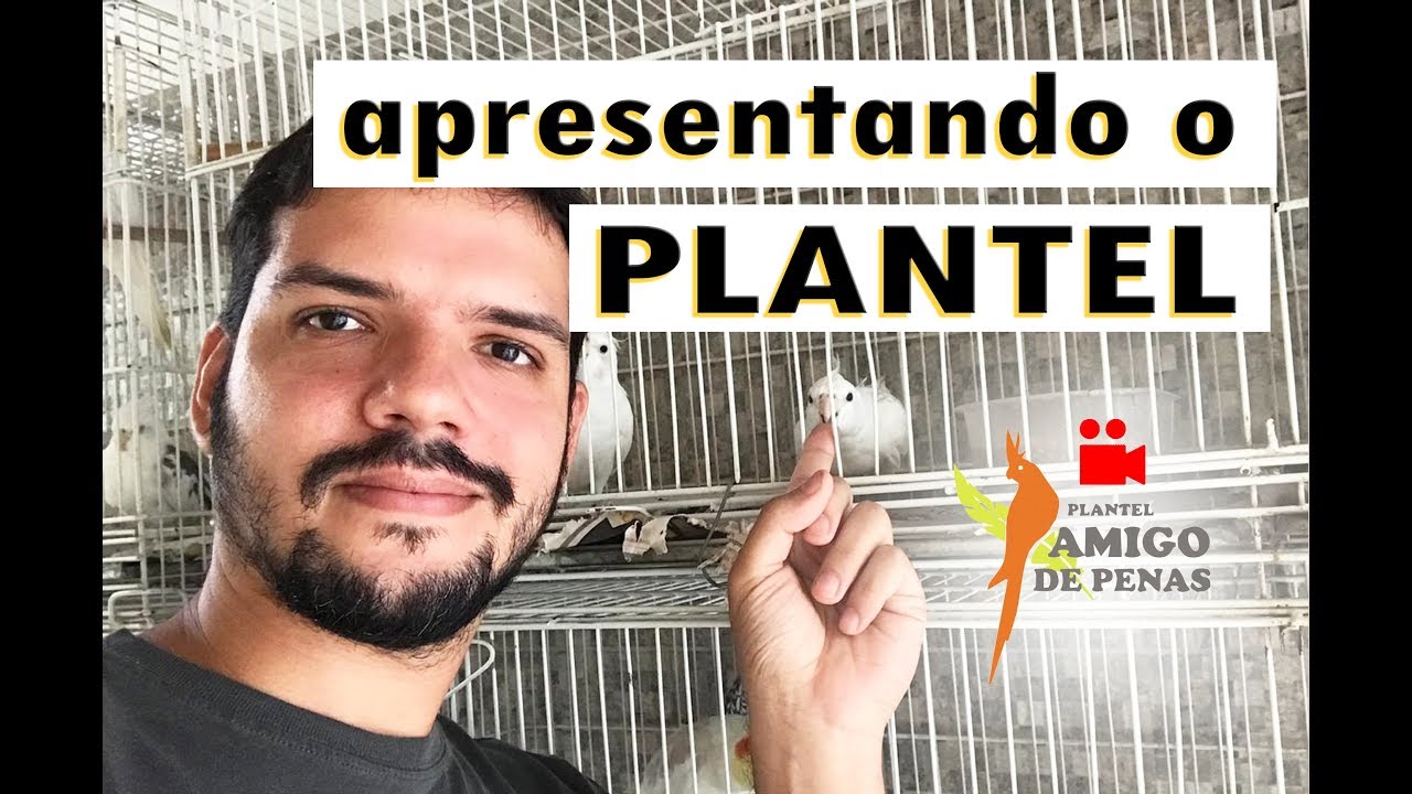 Apresento meu plantel!!