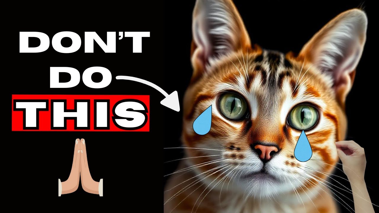 12 Shocking Things Your Cat Will Never Forgive You For | Cat Care Tips