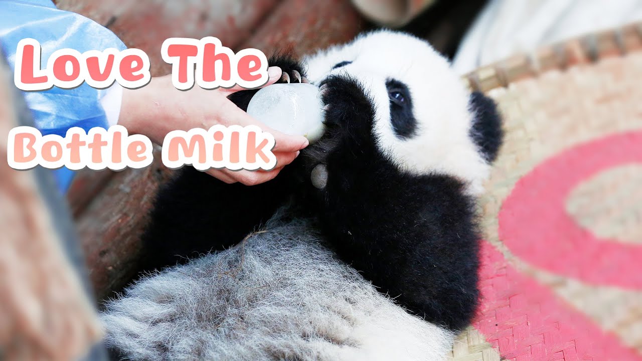 Bottle Milk, For Baby Pandas Only | iPanda
