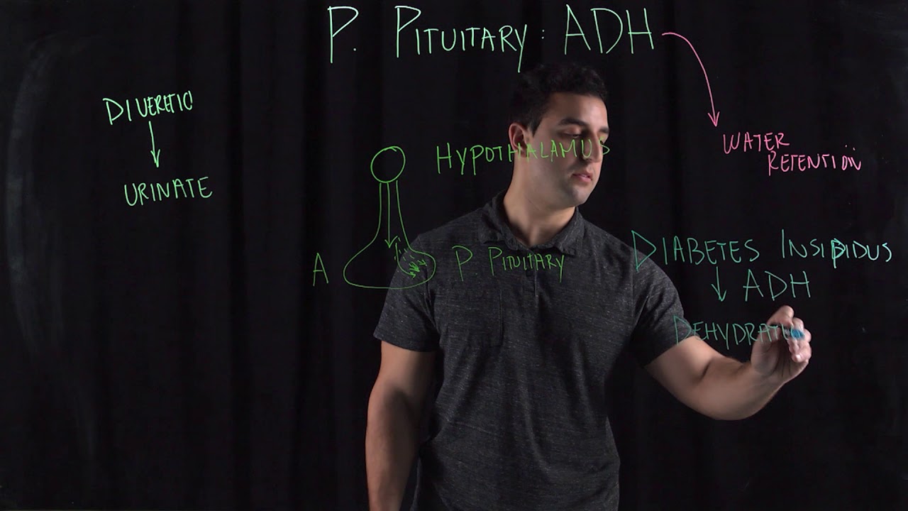 Posterior Pituitary Hormone: ADH