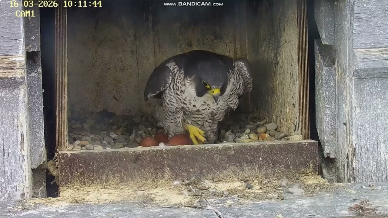 Sok&oacute;ł wędrowny Illkirch Graffenstaden (FR) - zmiana, Bogoss za Dragonię & 🥚🥚🥚🥚  2026 03 16
