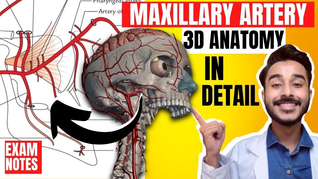 Maxillary Artery Anatomy 3D | maxillary artery branches anatomy | maxillary artery course anatomy
