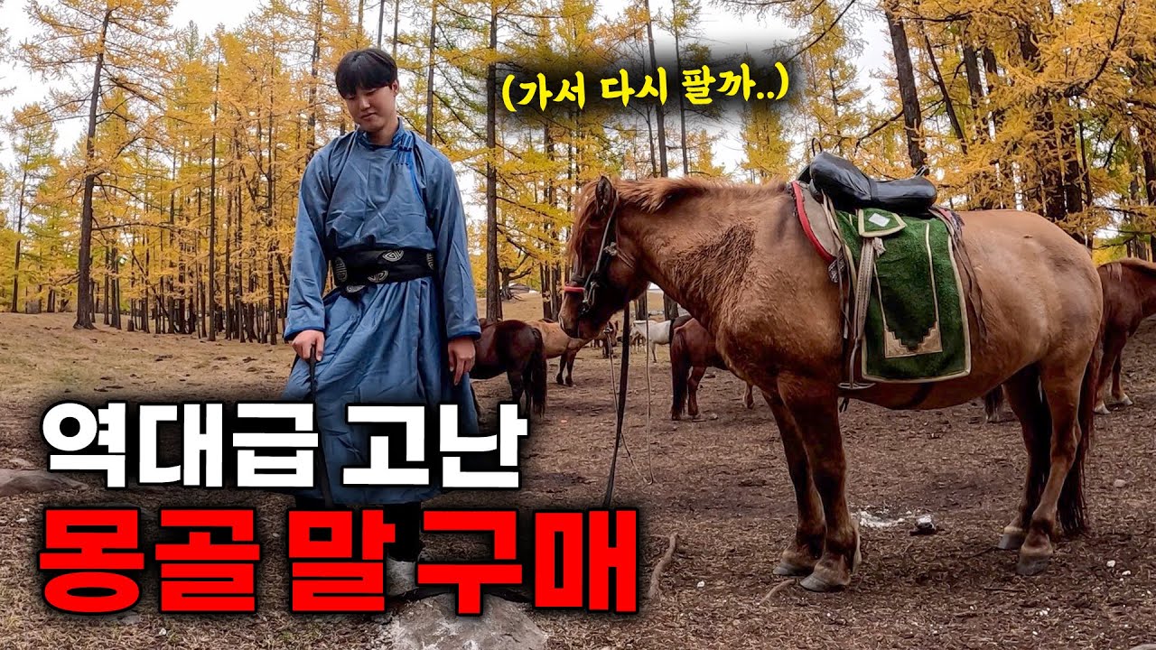 몽골 시골 유일 한국인이 말을 사면 벌어지는 일