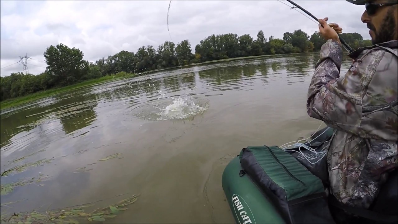 Attaques silures en surface au popper/Top water cats attack on the fly 