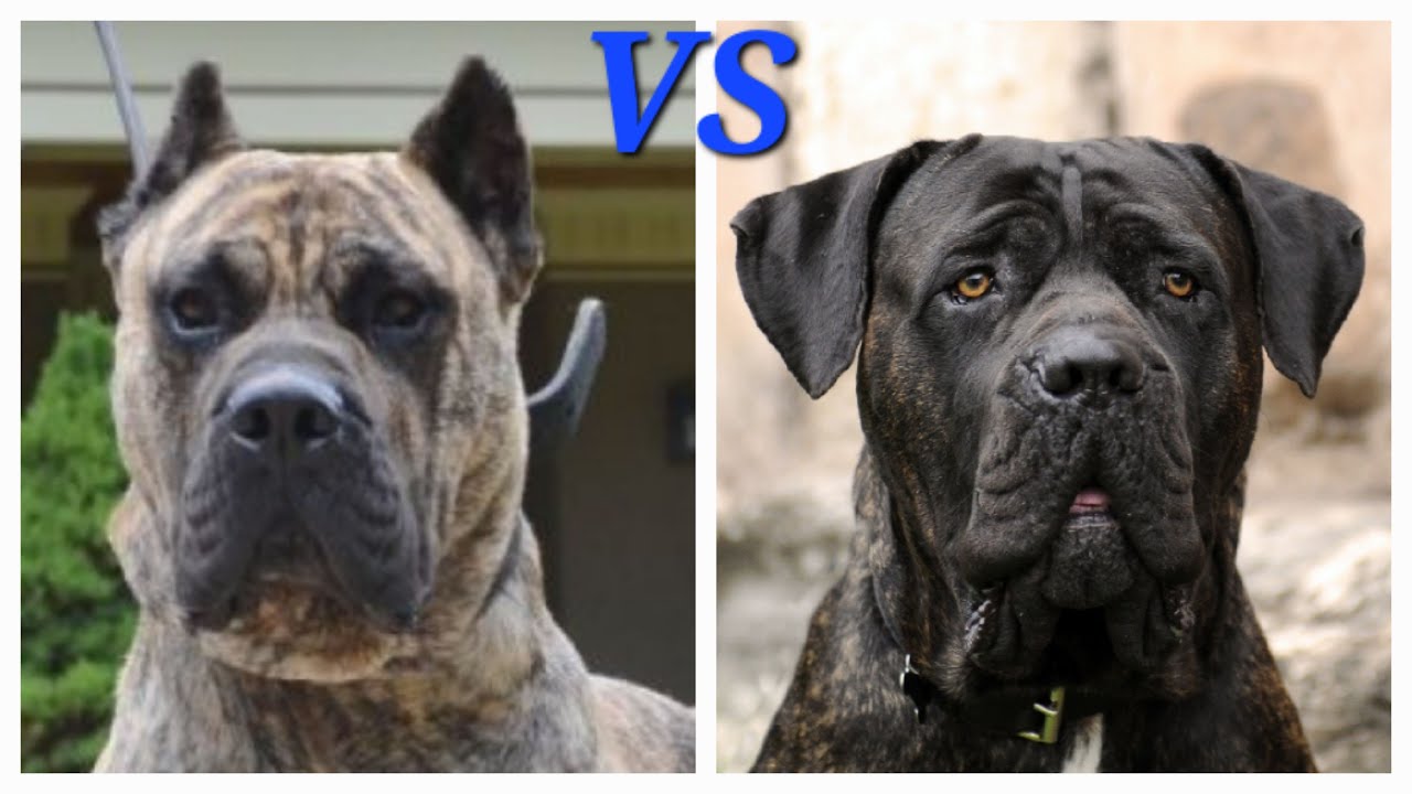 Presa Canario VS Cane Corso
