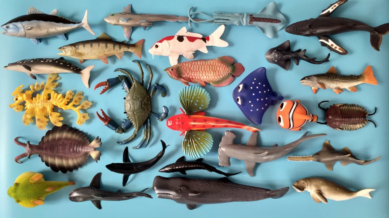 Hewan Laut Ikan Hiu, Paus Bungkuk, Paus Paruh Blainville, Ikan Salmon, Naga Laut Berdaun, Cumi-Cumi