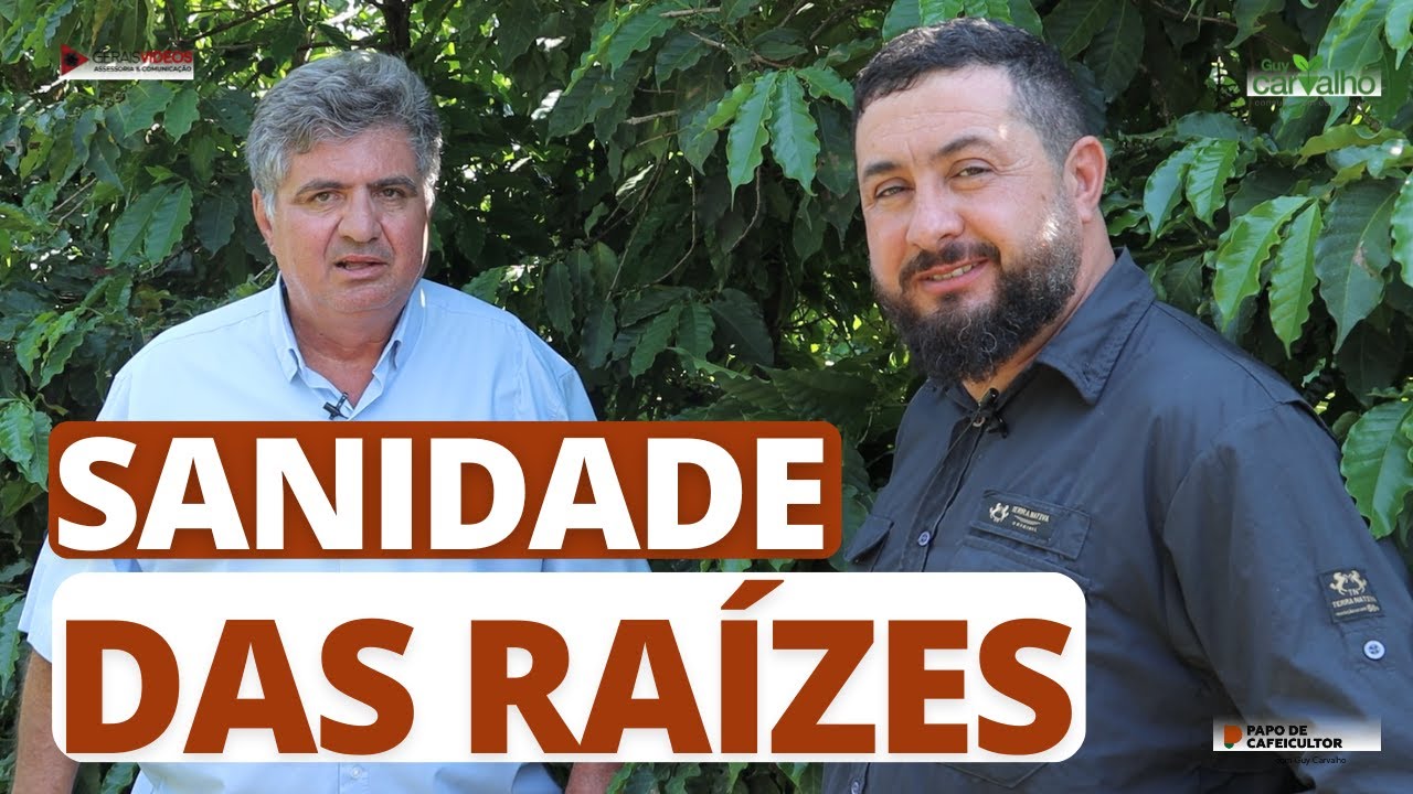 Sanidade das raízes do cafeeiro