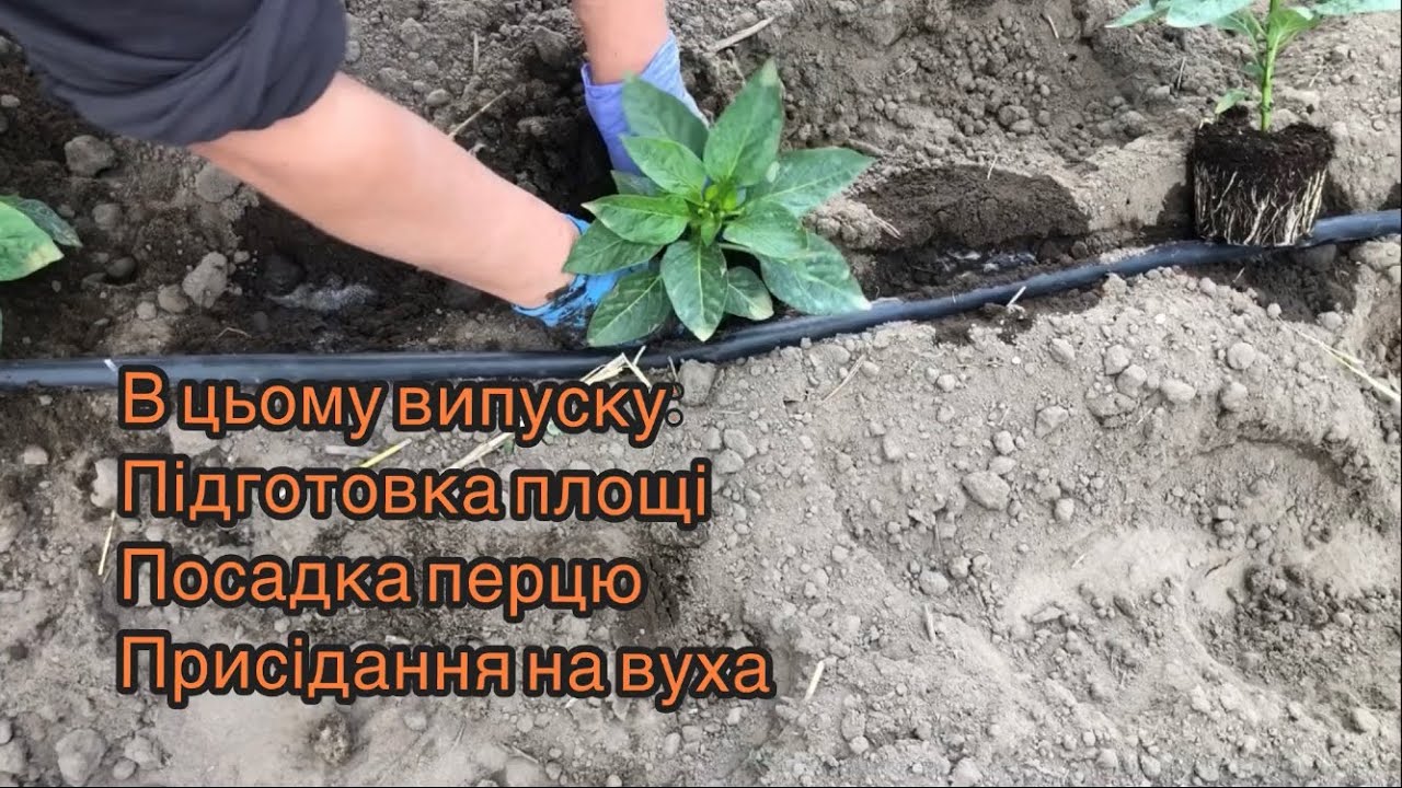 Посадка перцю у відкритий ґрунт без накриття. Якби не ютуб ви б цього і не знали що ми садим уже