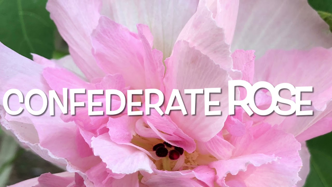 芙蓉花  醉了 !
Confederate rose