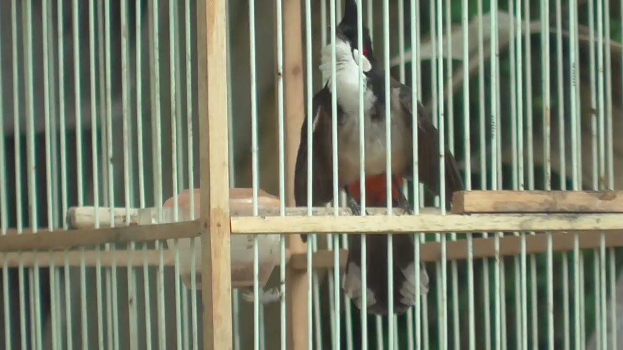 Siêu phẩm xoè mềm nết cực mãn nhãn