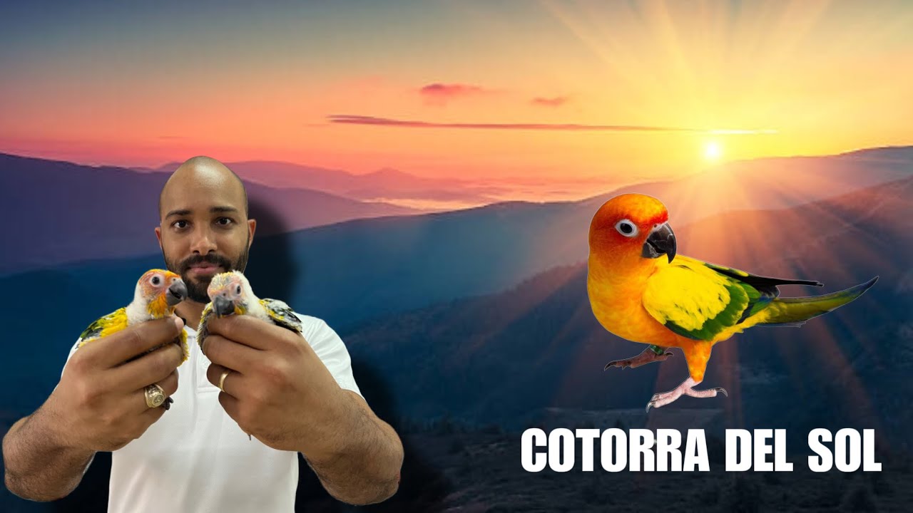 COTORRA DEL SOL