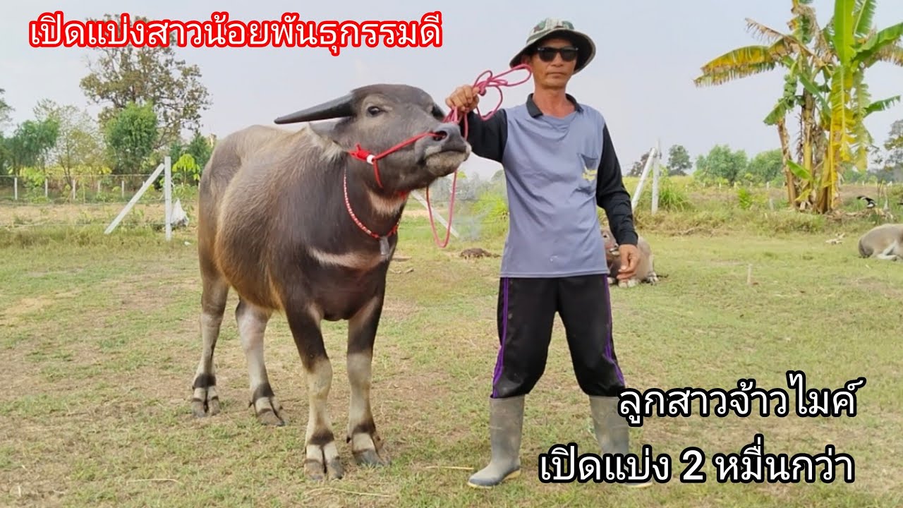 เปิดแบ่ง แม่สาวอนาคตไกล ลูกสาวจ้าวไมค์ แบ่ง 2 หมื่นกว่า