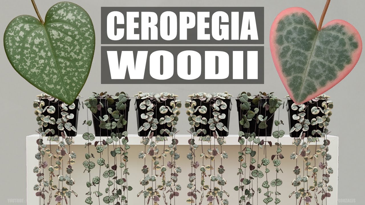 CEROPEGIA WOODII PROPAGACIÓN