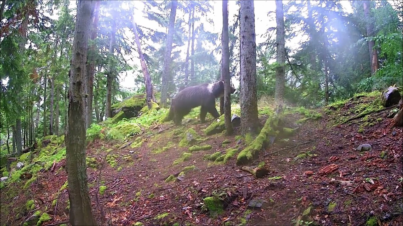 ​Júl na hrebeni: Život v divočine | July on the Ridge: Life in the Wild