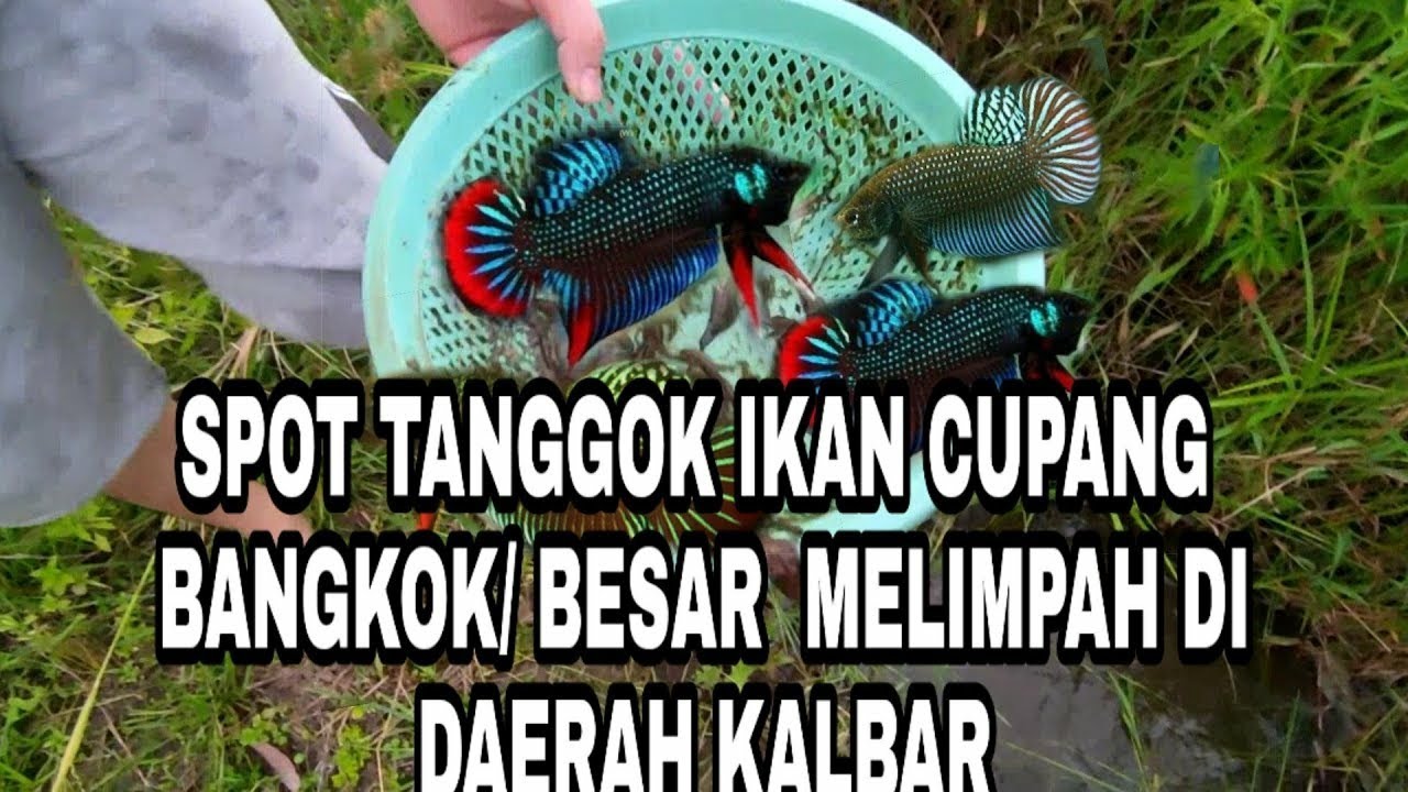 MENANGKAP IKAN CUPANG LIAR BANGKOK(RAKSASA) DI DAERAH KALBAR