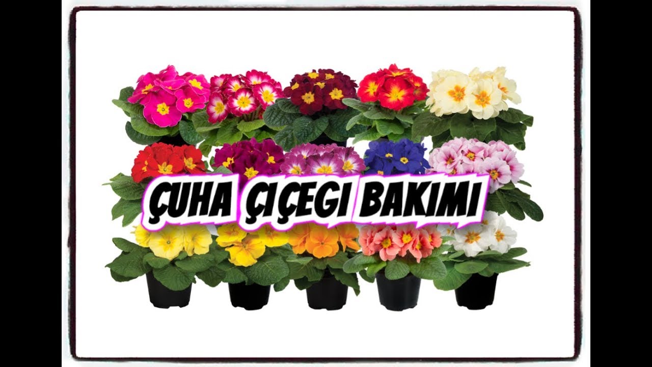 ÇUHA ÇİÇEĞİ BAKIMI // PRİMULA  (Sulama+Toprak+Budama+Çoğaltma+Hastalıkları)