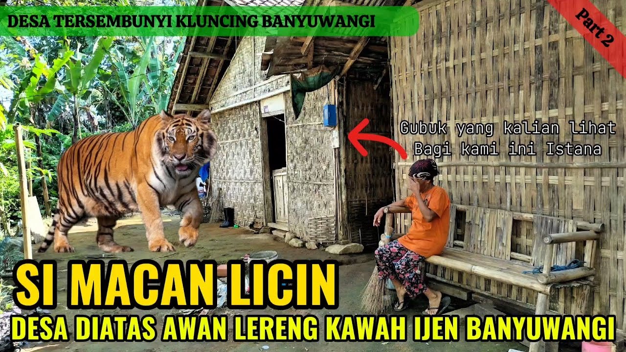 DESA DIATAS AWAN SIMACAN LICIN LERENG KAWAH IJEN BANYUWANGI