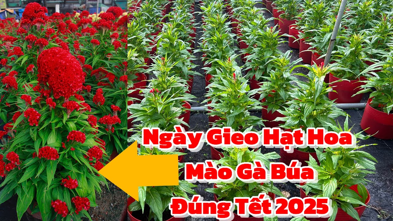 Ngày Gieo Hạt Hoa Mào Gà Búa Chuẩn Tết 2025 | Hoa Tết 2025