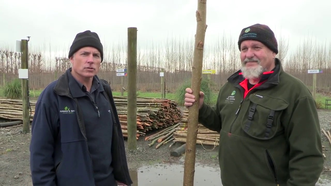 Planting & Managing Poplars and Willows on the farm - the full set of 11 videos