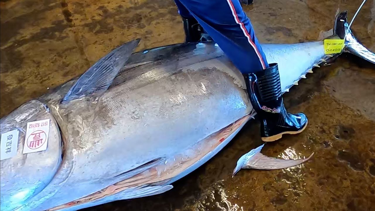 Master cut of jumbo bluefin tuna buttery delicious / 大師級切割巨型藍鰭金槍魚如黃油般美妙