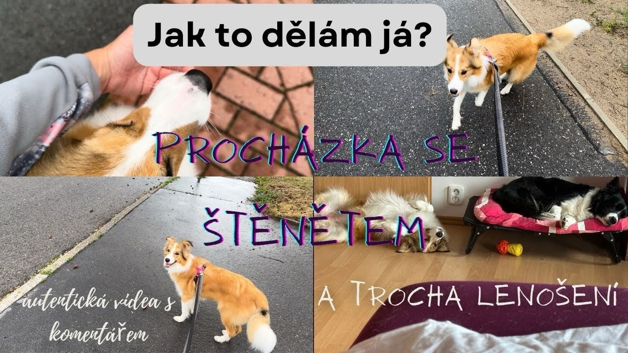 ŠTĚNĚ: Díl 9 - Procházka se štěnětem / pár dalších informací (Rally Obedience tip, soužití mých psů)