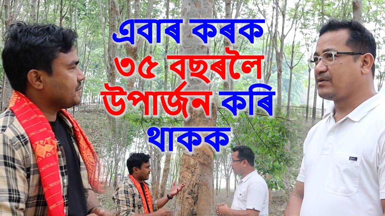 Rubber Farming Profit in Assam। এবাৰ কৰক ৩০-৩৫ বছৰলৈ উপাৰ্জন কৰক। অসমৰৰ কৃষি খবৰ Krishi Jagran Assam