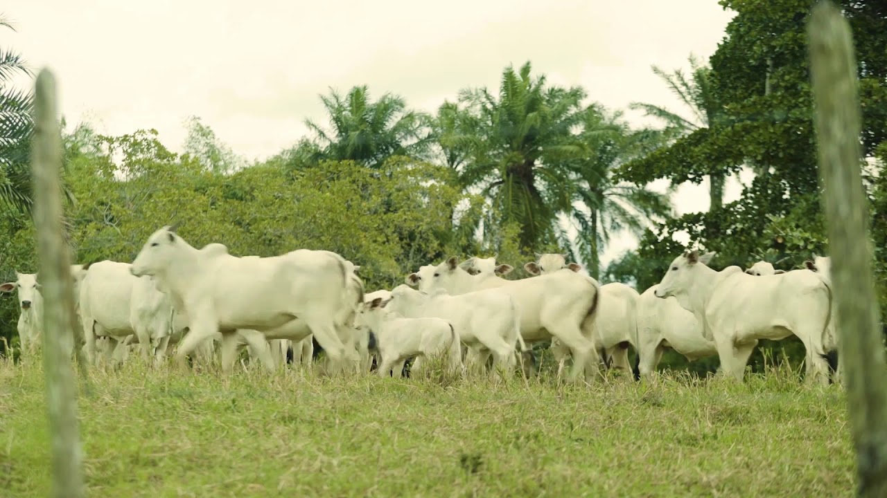 Ilha Bimbarras Sítio de Praia