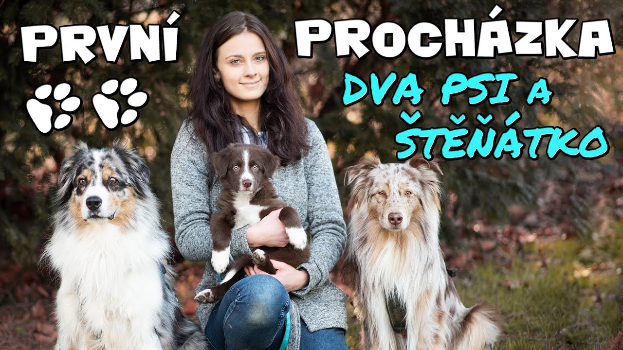 ŠTĚNĚ A PRVNÍ SPOLEČNÁ PROCHÁZKA! | Štěňátko poprvé na procházce a učení na obojek a vodítko