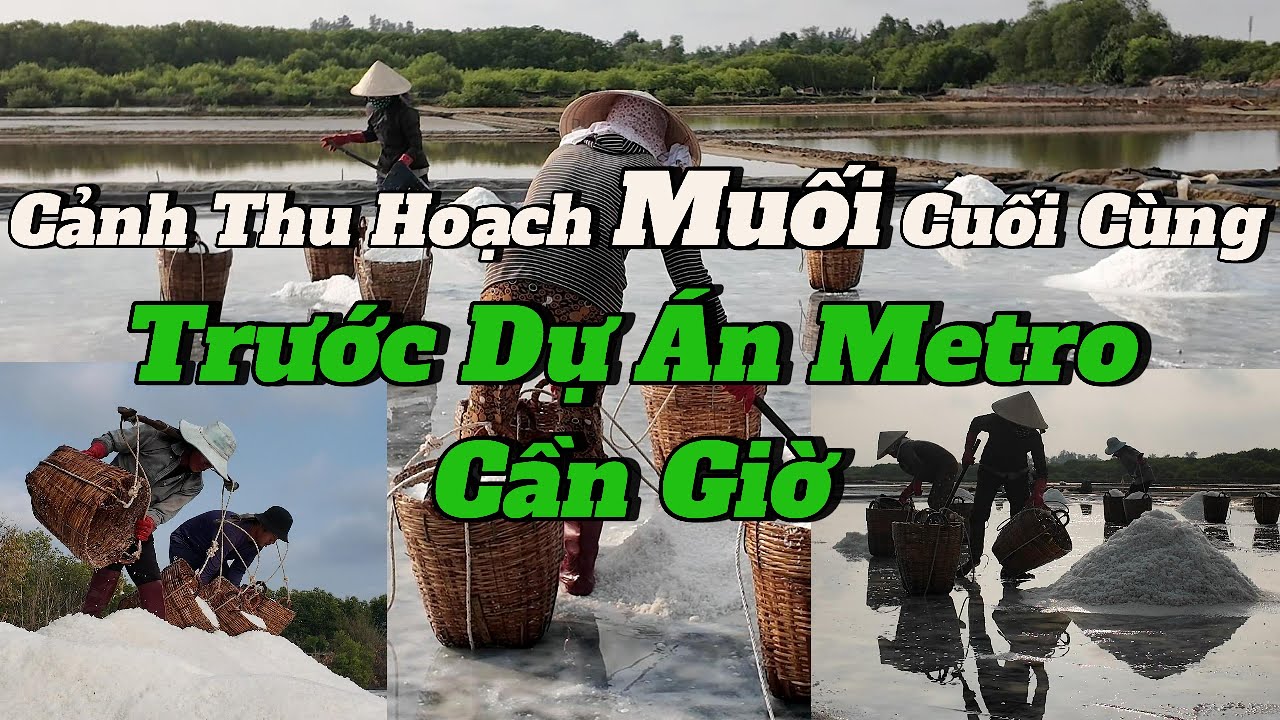 Cảnh Thu Hoạch Muối Cuối Cùng Trước Dự Án Metro Cần Giờ #RuongMuoiCanGio#ThuHoachMuoi#MetroCanGio