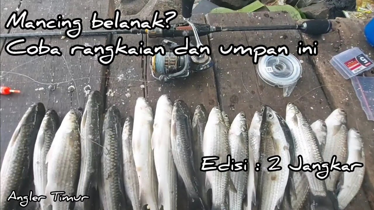 Mancing Belanak? Coba rangkaian dan umpan ini