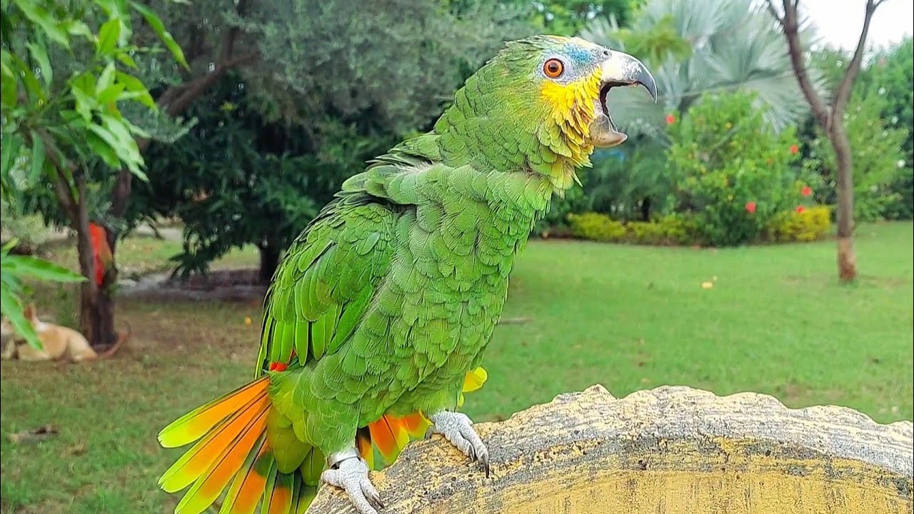 Super Cute Orange Winged Amazon Parrot Natural Sounds and Calls | Ringneck Parrot and Amazon Parrot