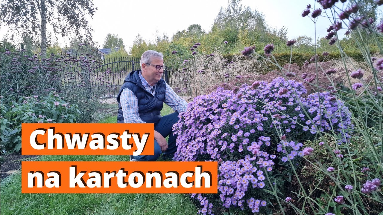 Rabata ozdobna. Czy na kartonie rosną chwasty?