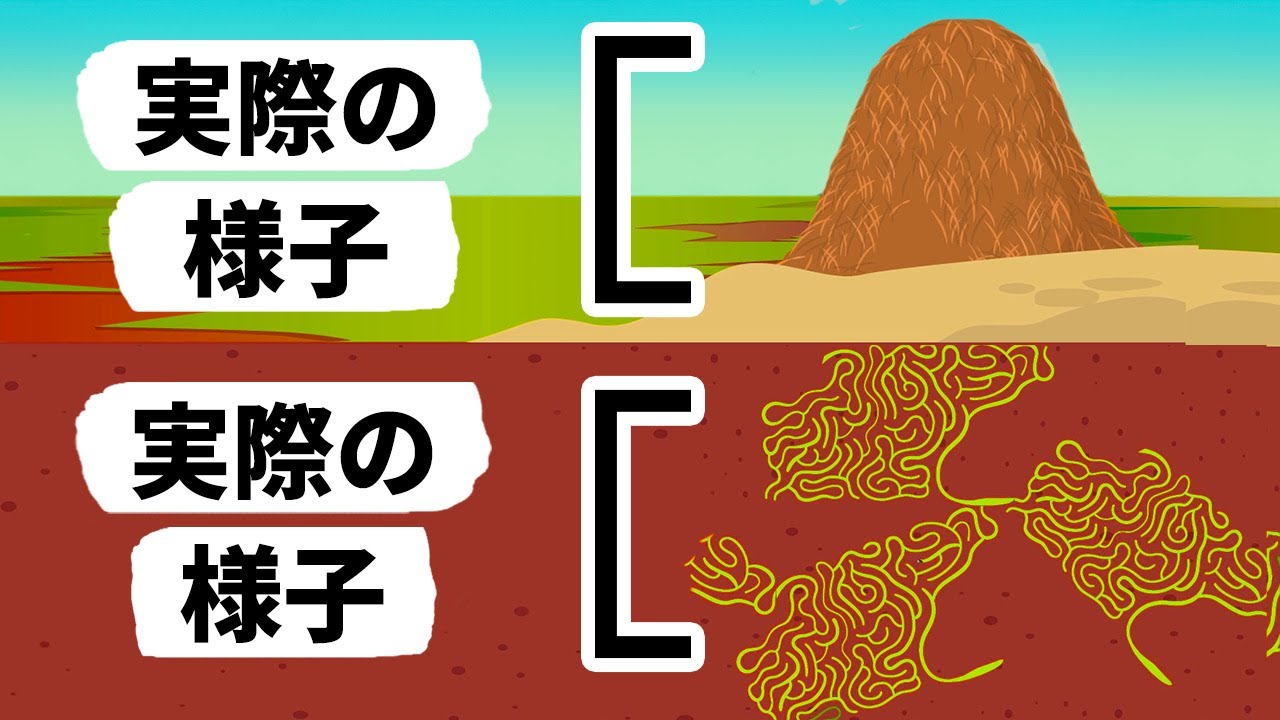 アリの巣の中に入ることができたら、何が見える？