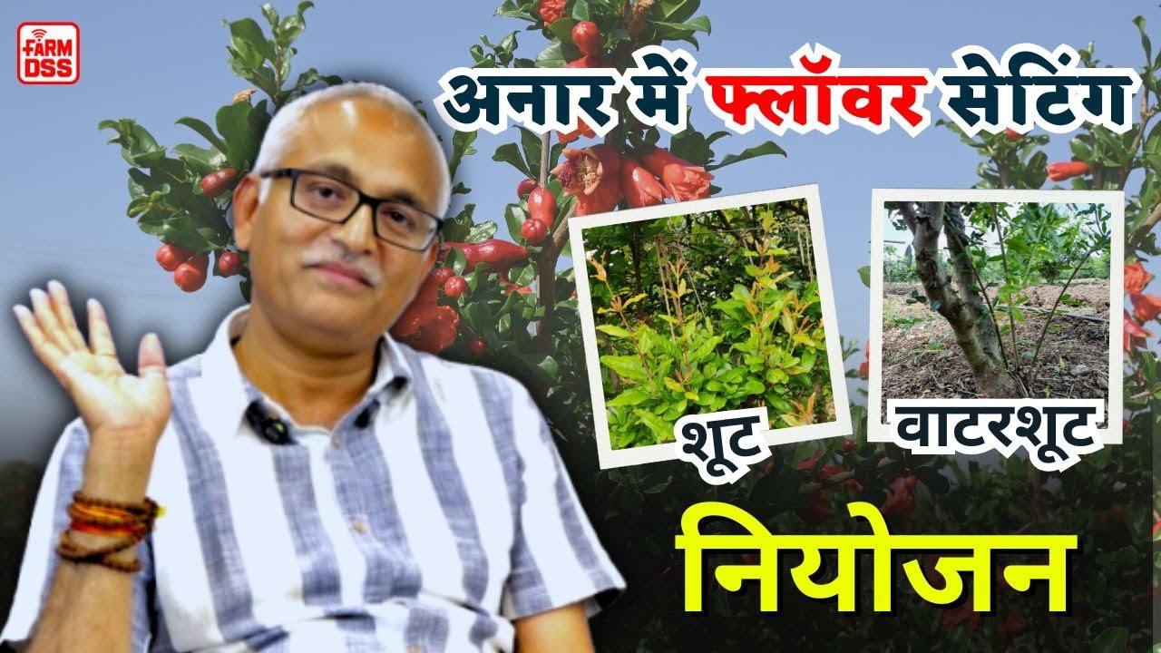 अनार में फ्लॉवर सेटिंग शूट, वाटरशूट नियोजन | Pomegranate Shoot, watershoot management @BTGore