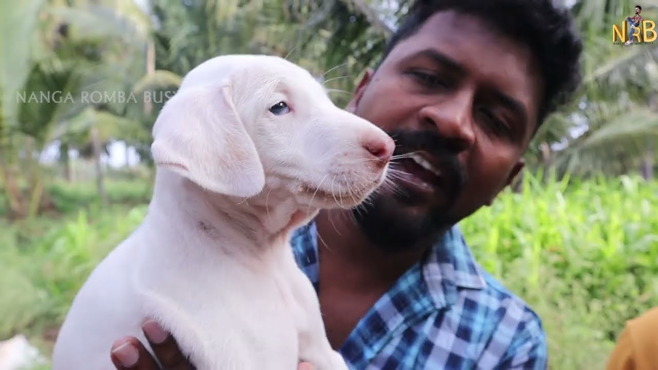 DOG for SALES Rajapalayam Dogs / Puppy's For Sales / Nanga Romba Busy