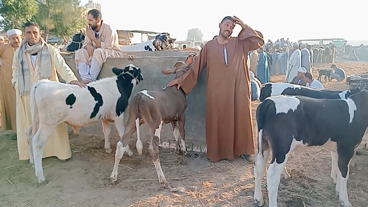 اسعار العجول البقري اللباني في سوق الدلنجات بحيره يوم 4/10/2025
