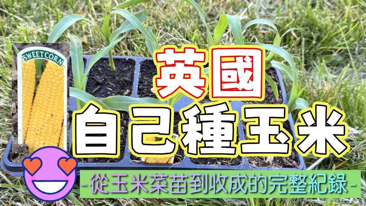 在英國可以自己種玉米嗎？🌽從菜苗到收成的真實紀錄與失誤分享！Growing Corn in the UK