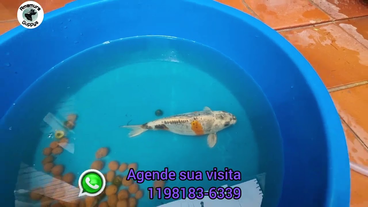 Primeira desova e sexagem das carpas em 2023