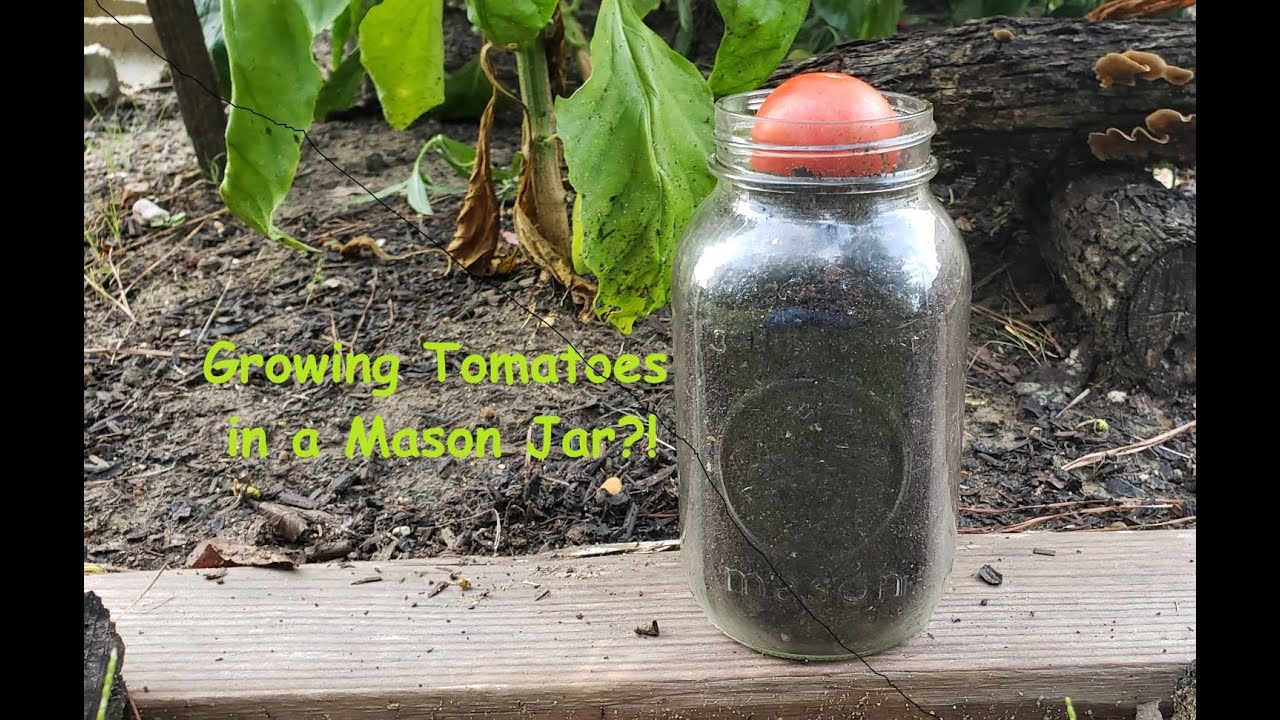 Growing Tomatoes in a Mason Jar?!