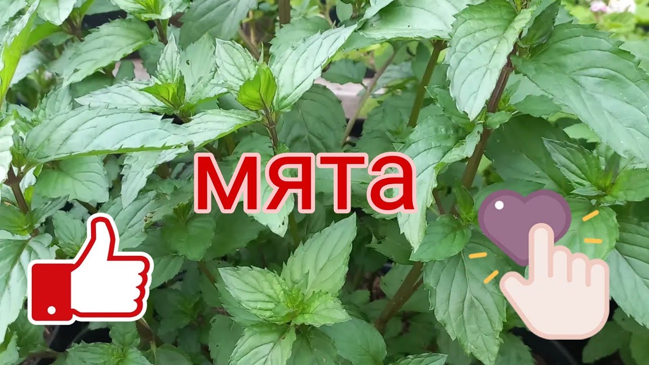 МЯТА. Красиво, полезно. И можно продать саженцы.