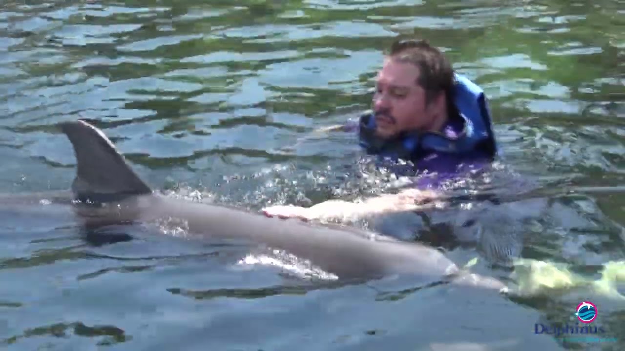 Dolphin Experience At Delphinus Riviera Maya Mexico 2022
