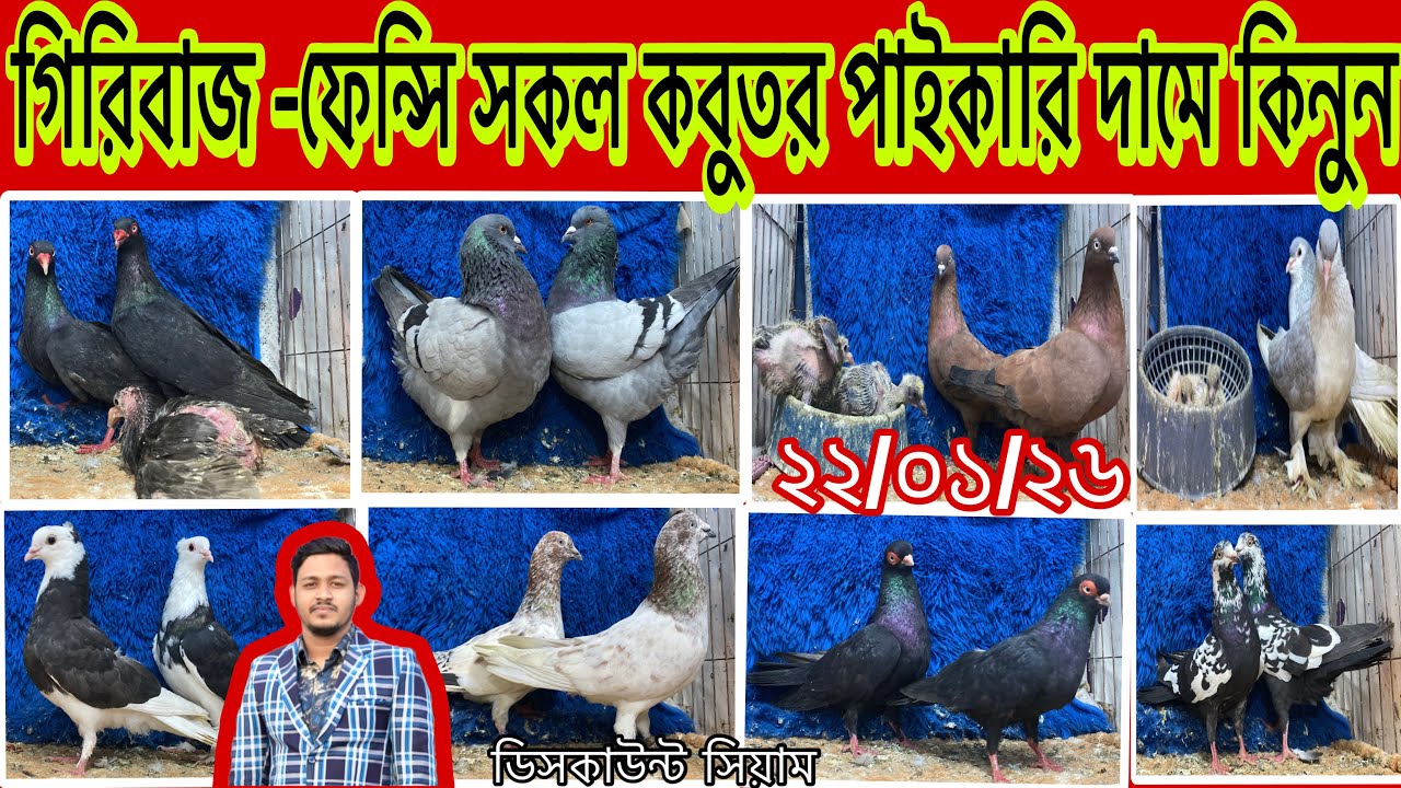 গিরিবাজ -ফেন্সি সকল কবুতর পাইকারি দামে কিনুন।ডিসকাউন্ট সিয়াম।
