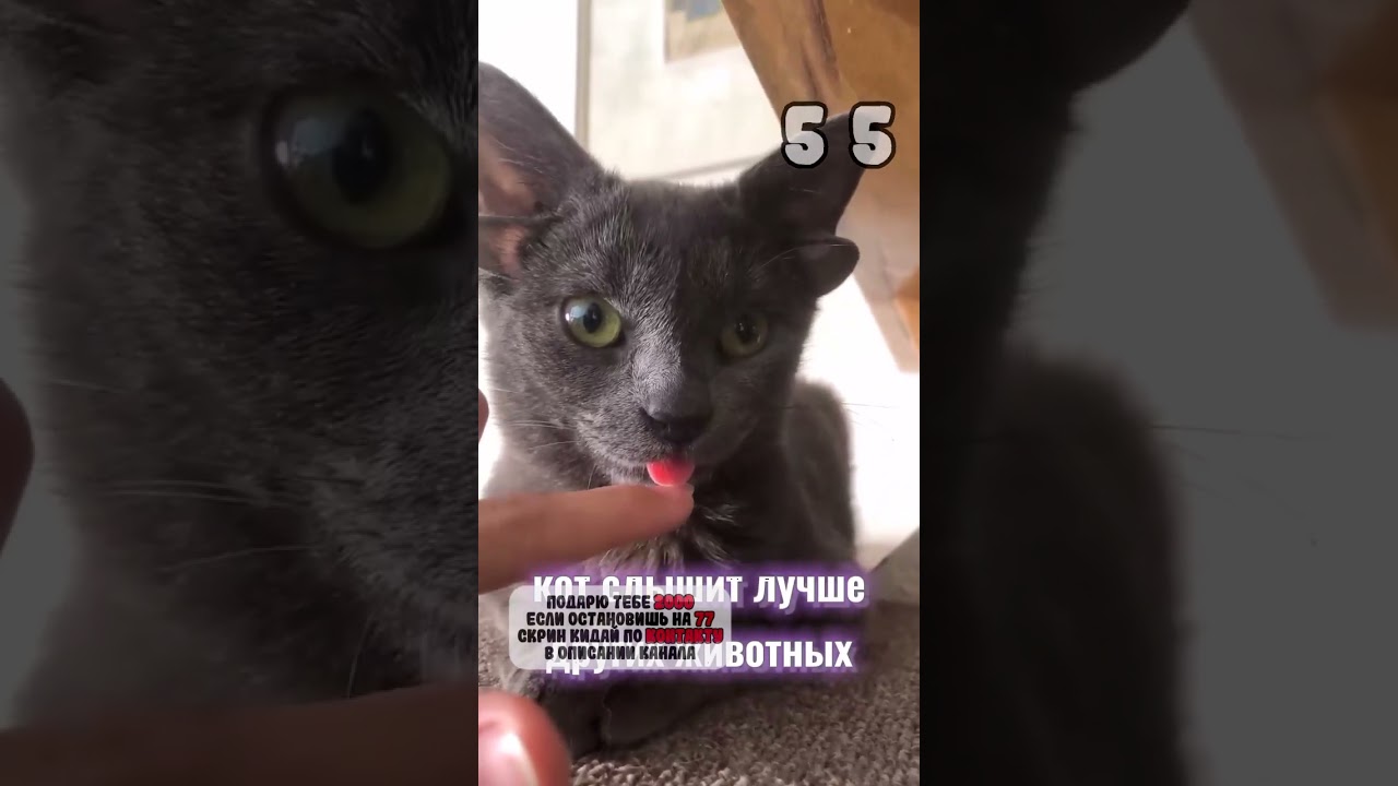 😁 😂😂Как вам такой котик  #необычныйпэт #необычныйпитомец #пэт комедия #пи