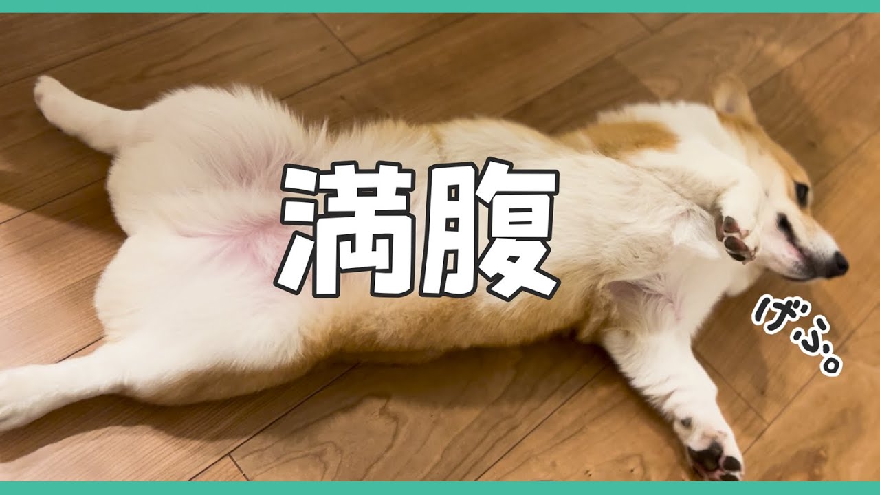 犬用バイキングで食べすぎて動けなくなるコーギー犬【エンゼルフォレスト白河高原／コーギー合宿】