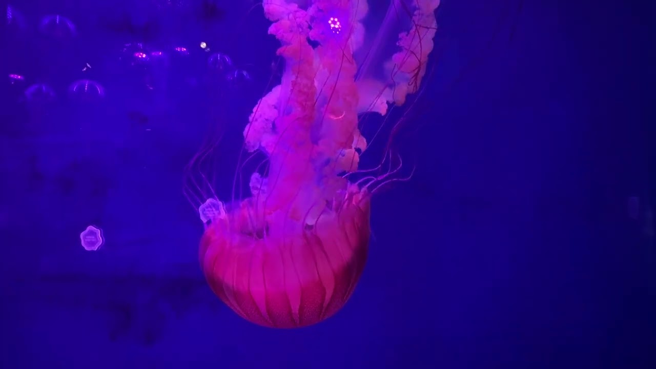 Colorful Jellyfish Sea World Jewels of the Sea