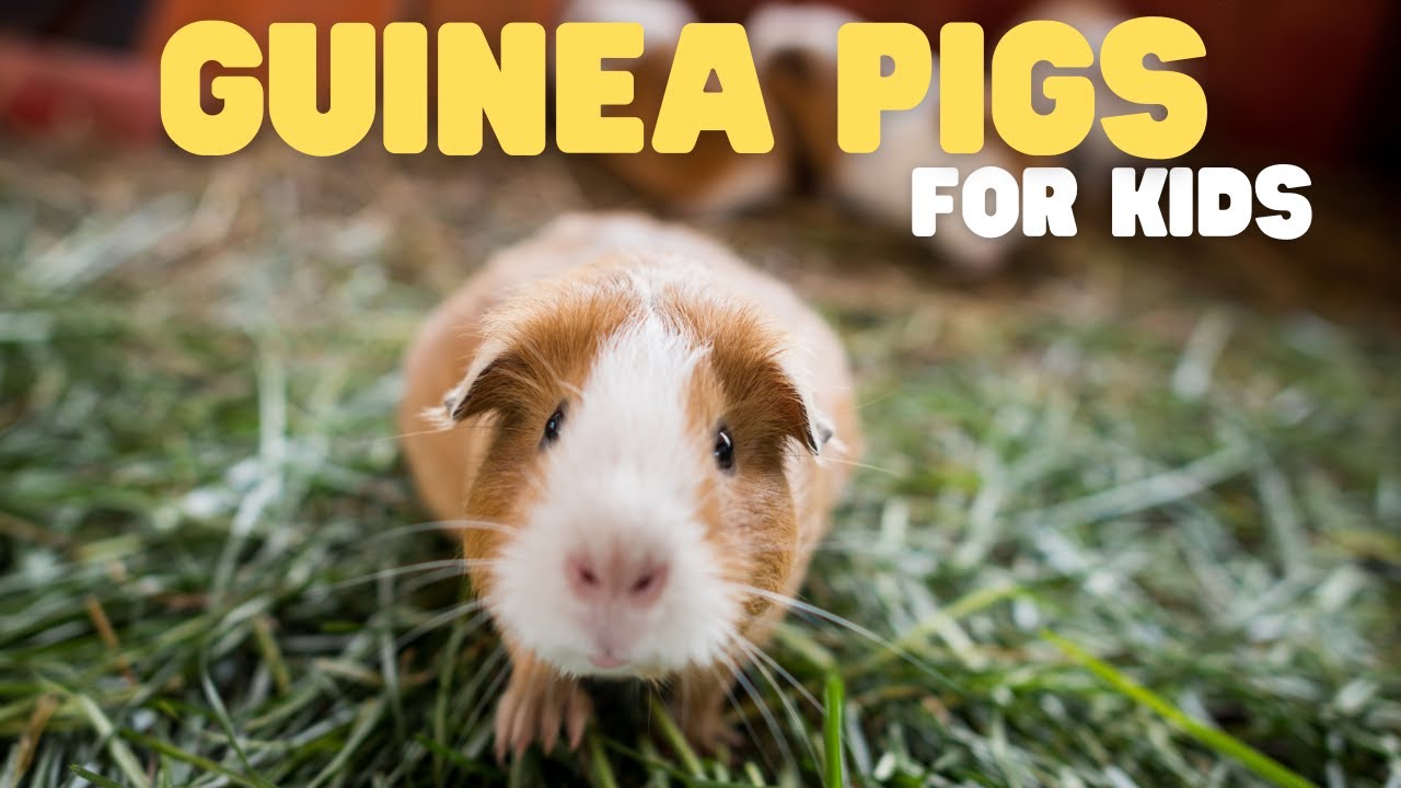 Guinea Pigs for Kids | Learn all about these cute, tailless rodents