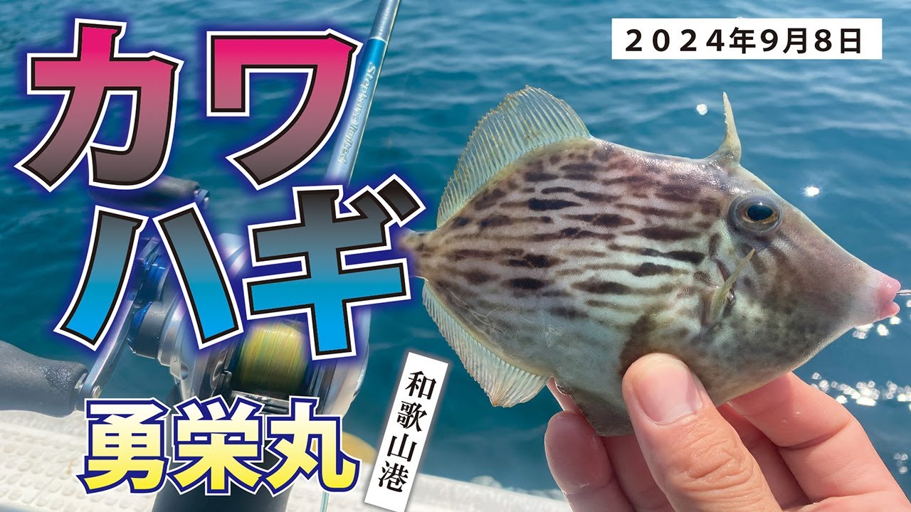 加太で船カワハギ釣り！