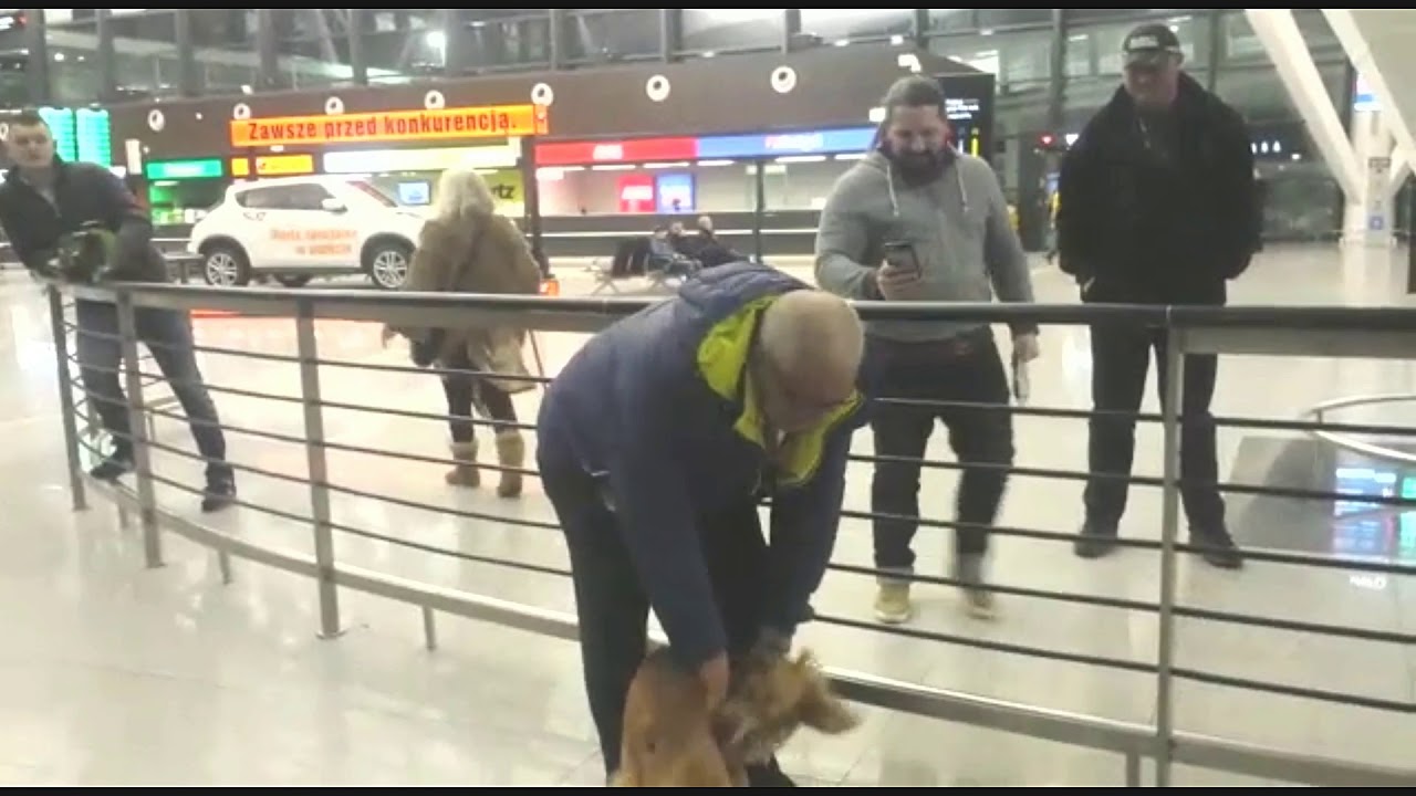 הטסת כלב מישראל | pets travel israel | שירות מלווה מוטס