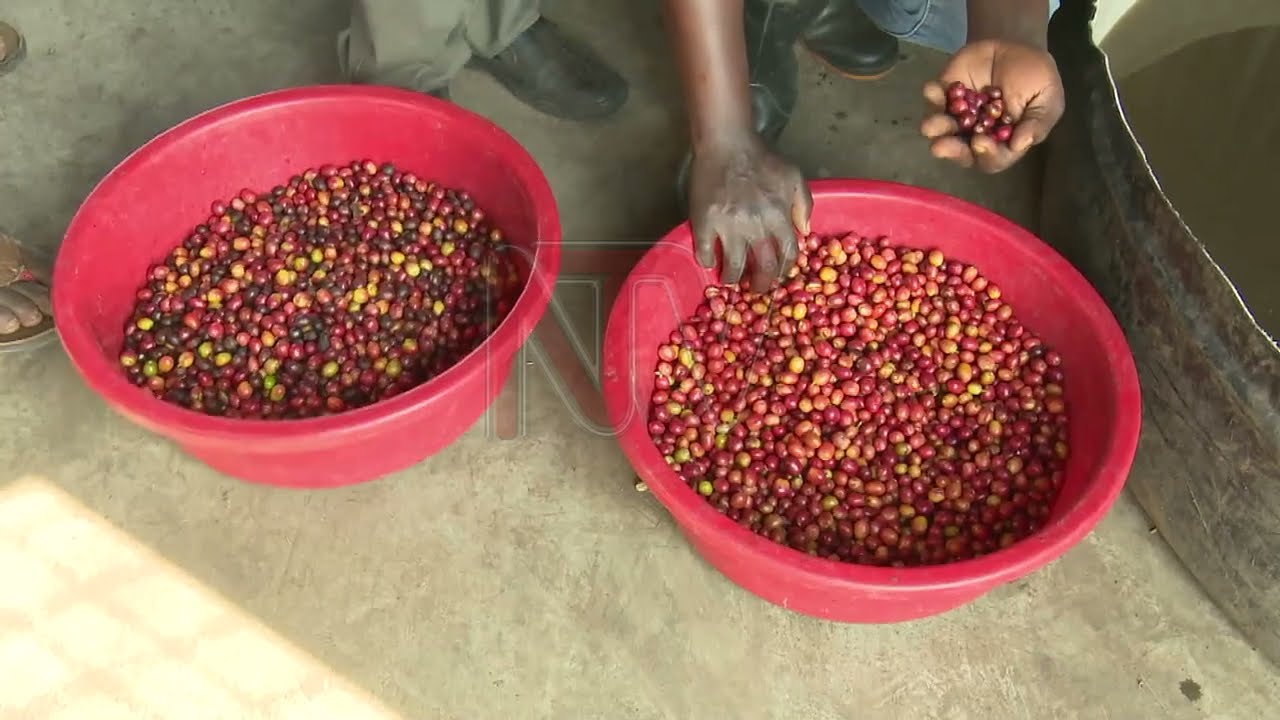 Uganda's Coffee industry faces uncertainty after UCDA dissolution